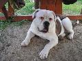 Blondbulls Kongo(Max),(Gordon-Backy)