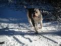 Blondbulls Sola (Gordon X Backy)