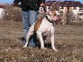 Blondbulls Blau a.k.a. Mira(Gordon X Backy)